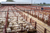 Border Cheviot Ewes-20